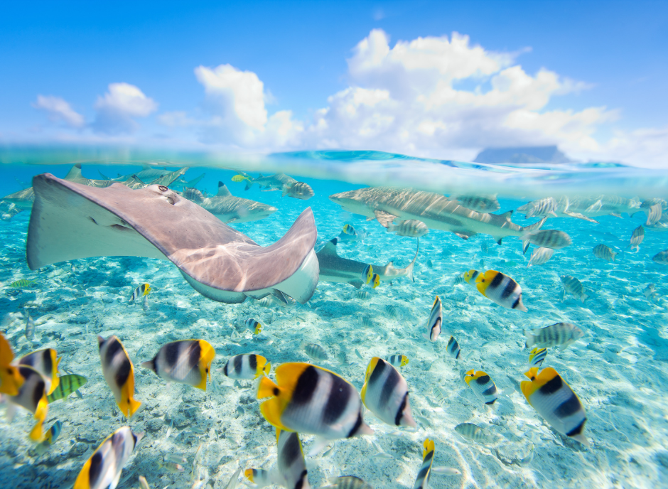 Tropical fish in Bora Bora