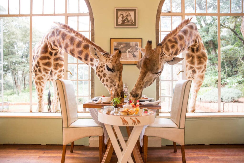 Giraffes at breakfast